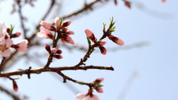 三月春季桃花开