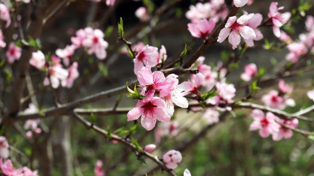 春天桃花满枝头