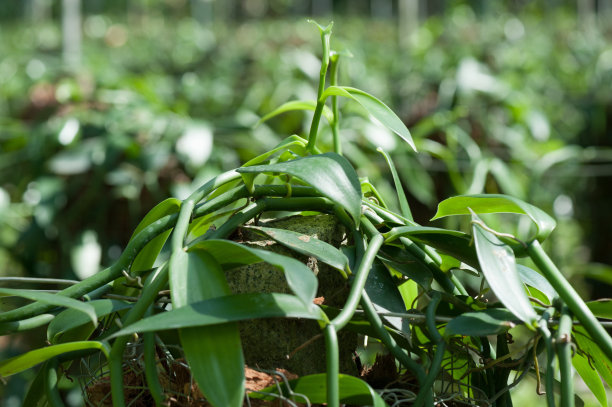 茶树新芽