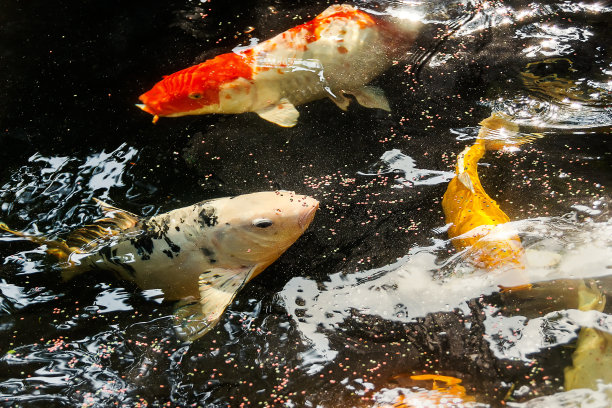 金色鲤鱼