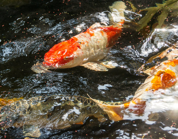 大型湖泊