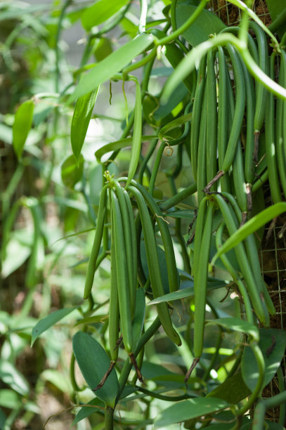 茶树种植