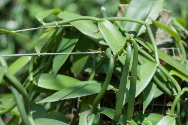 茶树种植