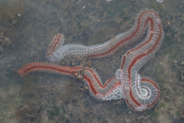 水下生物