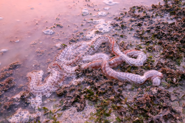 水下生物