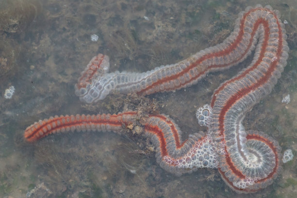 鲜活海鲜海味海产品