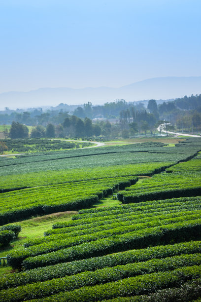 蓝天白云茶园景