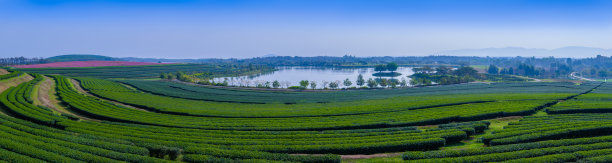 蓝天白云茶园景