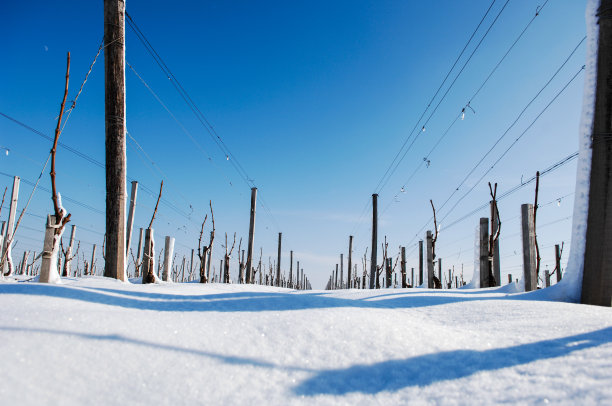 冬季雪景树挂