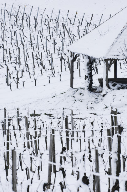 冬季雪景树挂