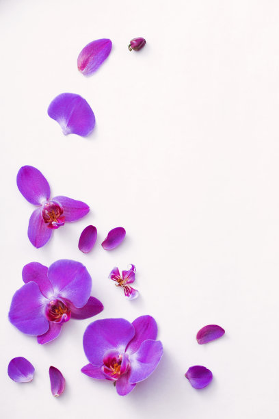 紫兰花