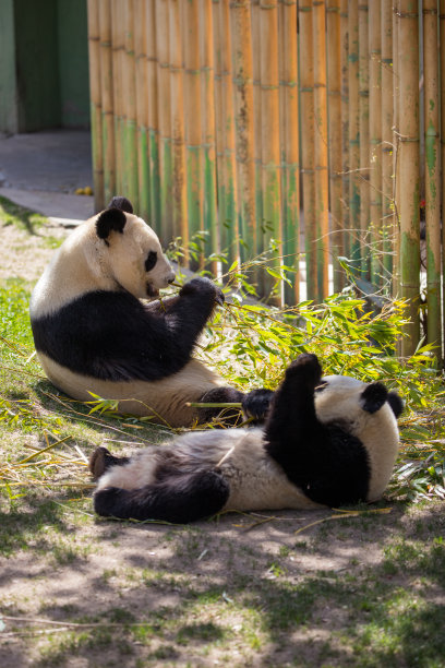 保护熊猫
