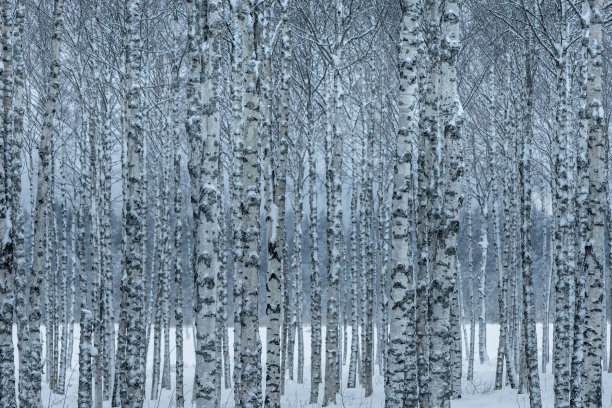 白桦雪景