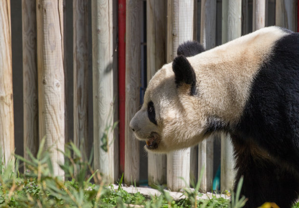 保护熊猫