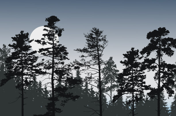 森林 月光