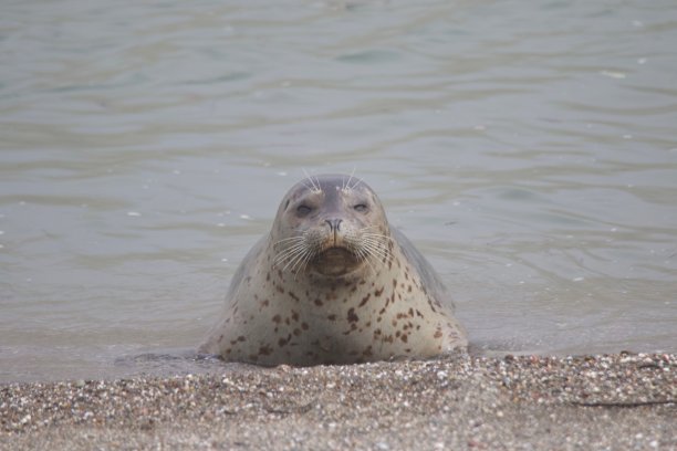 休憩的海鸥