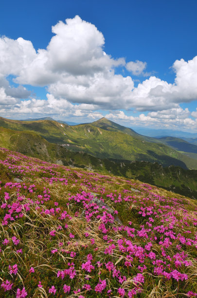 山坡盛开映山红