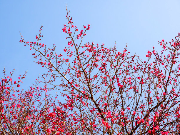 老杏树开花