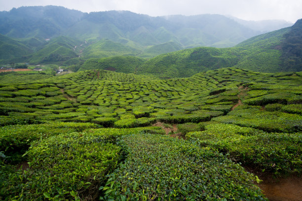 茶树庄园