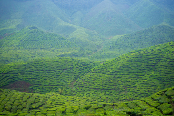 茶树庄园