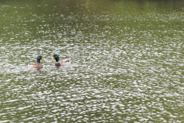 水池中的鸭子