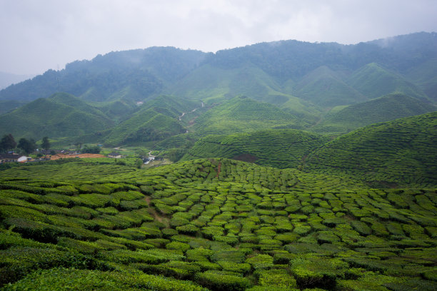 茶树庄园