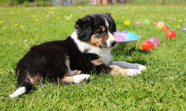 边境牧羊犬幼犬