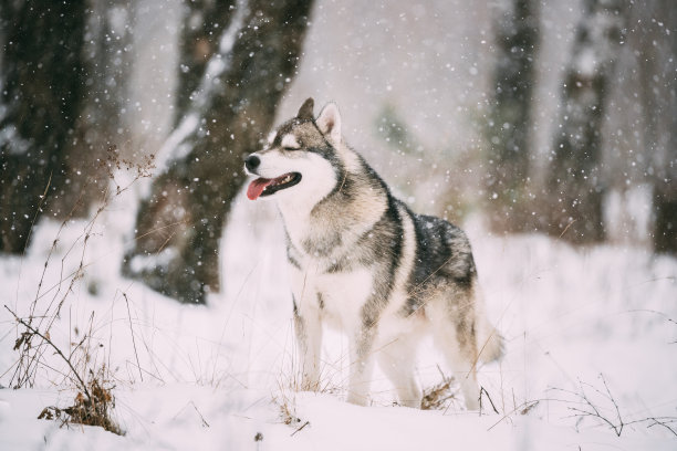 西伯利亚哈士奇雪橇犬