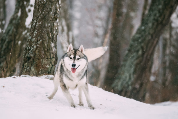 西伯利亚哈士奇雪橇犬