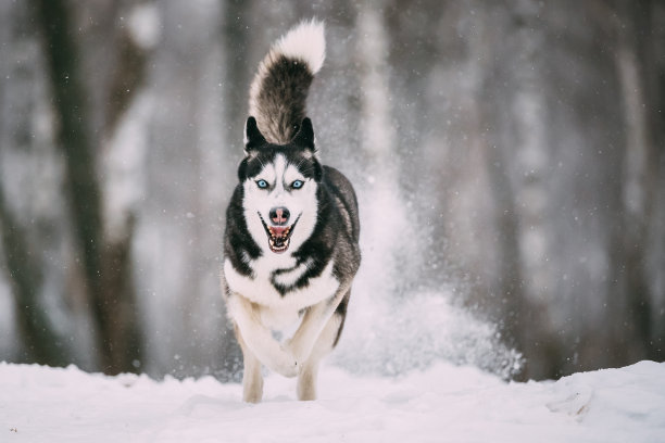 西伯利亚哈士奇雪橇犬