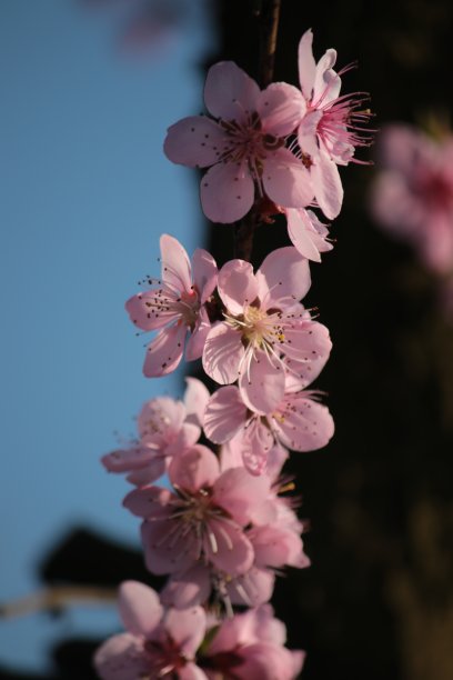 阳光下的桃花盛开