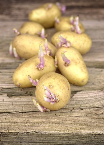 土豆苗 马铃薯