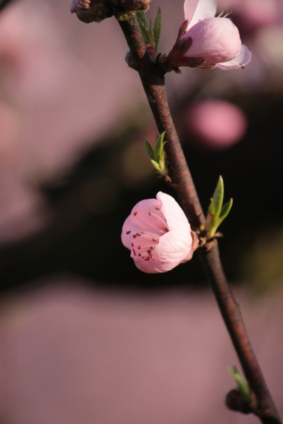 阳光下的桃花盛开