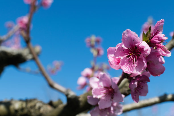 梅花花瓣草地