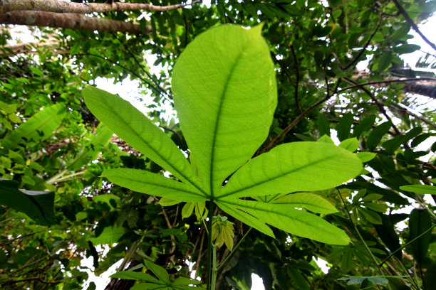 灌木树根纹理