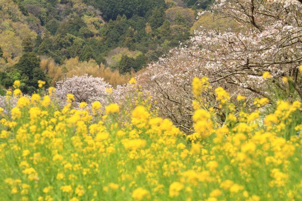 河边花田