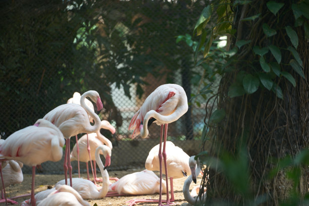 红鹤动物园