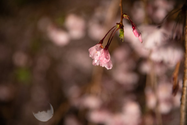 樱花雨