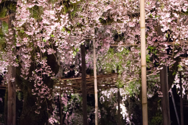 樱花雨