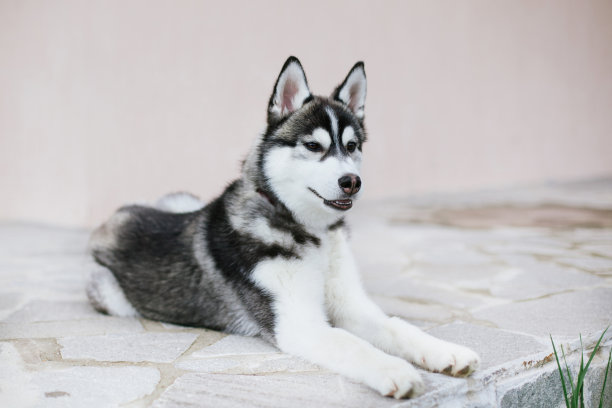 西伯利亚哈士奇雪橇犬