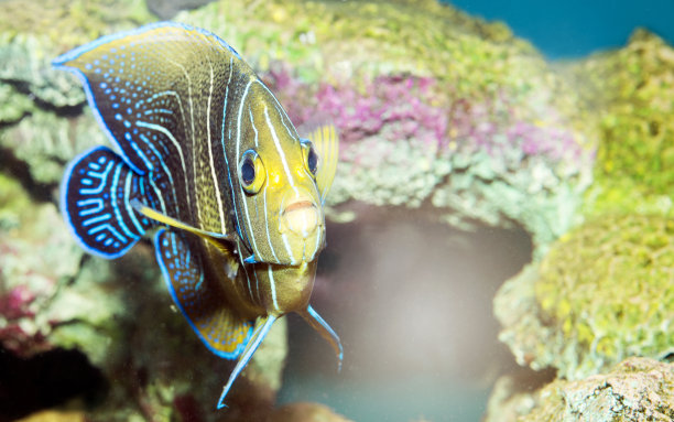 濒危动物濒危海洋生物