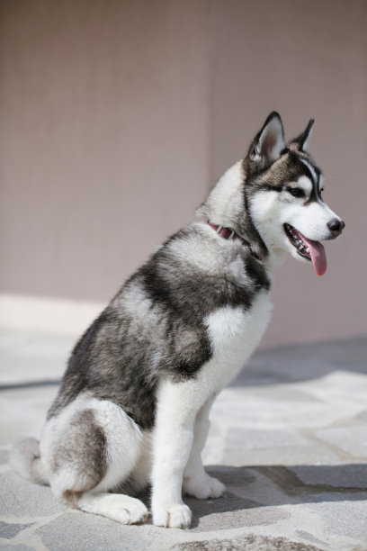 西伯利亚哈士奇雪橇犬