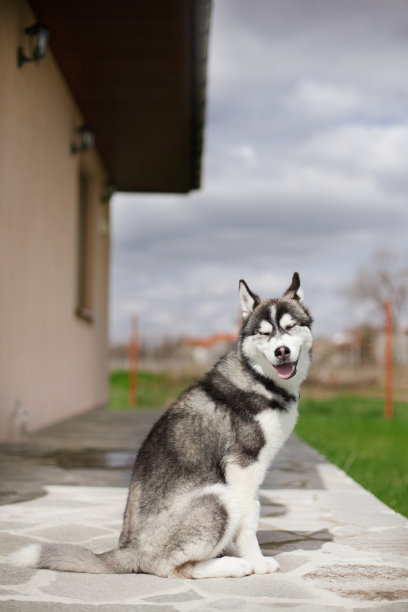 雪橇犬