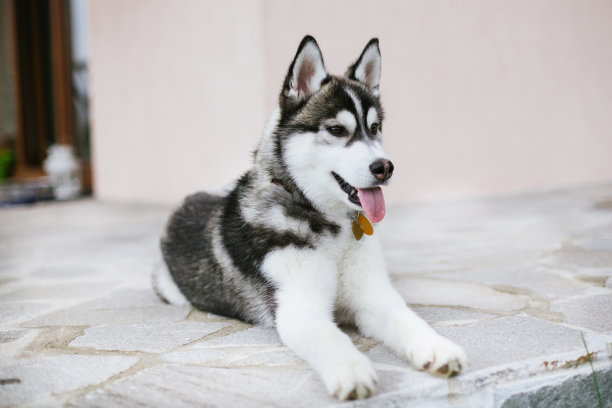 西伯利亚哈士奇雪橇犬