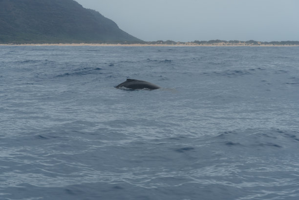 海浪与鲸