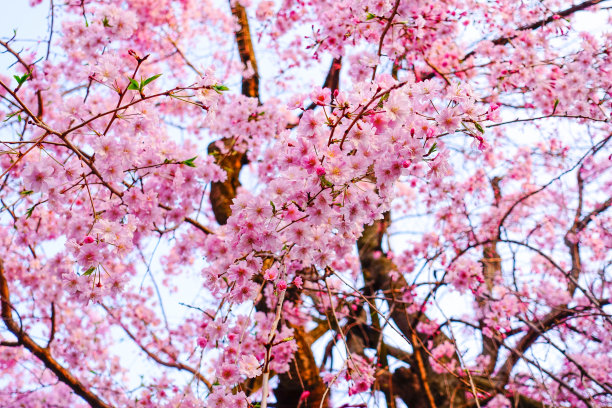 开花的樱桃树