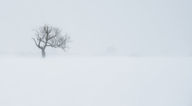 雪地里的一棵树