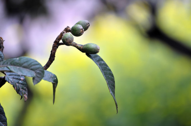 枇杷种植