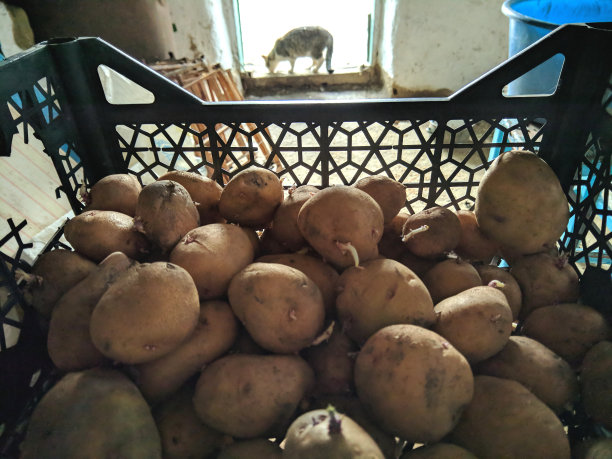 土豆种
