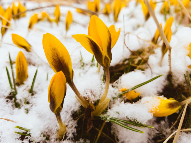 雪地植被